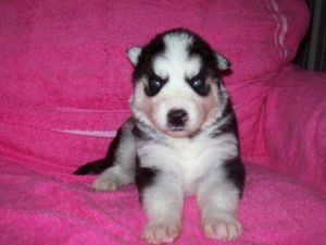 SIBERIAN HUSKIES PUPPIES