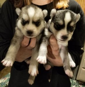 Registered Siberian Husky Puppies