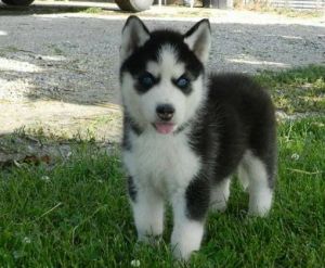 Siberian husky puppies (***) ***-***1