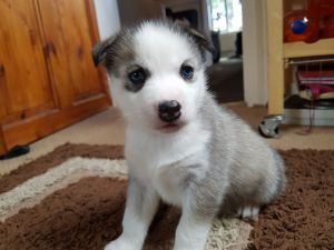 Siberian Husky Pups (1 Female Left)
