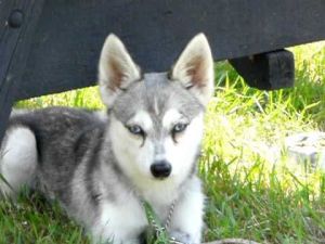 cute siberian husky puppies for adoption....