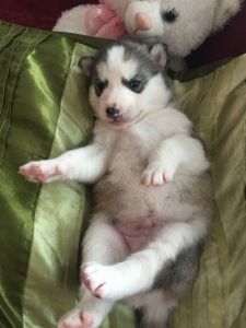 Siberian Husky Puppies !!! 2 Boys 1 Girl Available
