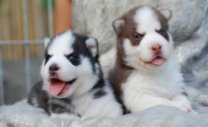 Siberian husky puppies available