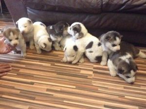 3 Kc Reg Big Chunky Husky Pups