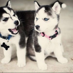 Pure Bred Full Pedigree Siberian Husky Pups