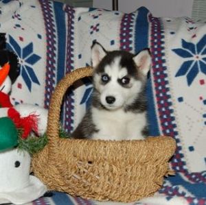 Pedigree Husky Puppies