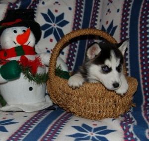 Husky Puppy Lovely Girl