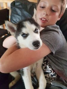 Siberian husky available
