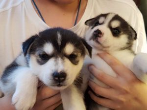Blue Eyed Husky Pups
