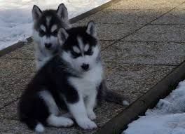 VERY CLEVER AND PLAY FULL BLUE EYES SIBERIAN HUSKY PUPPIES