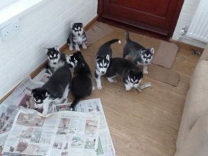Gorgeous Siberian husky puppies