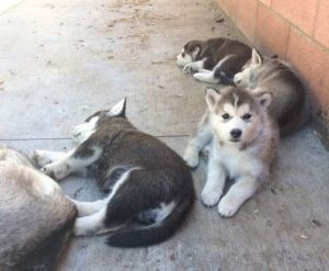 Gorgeous Siberian Husky TEXT , ***