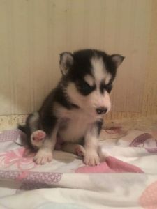 Purebred Siberian Husky Puppies