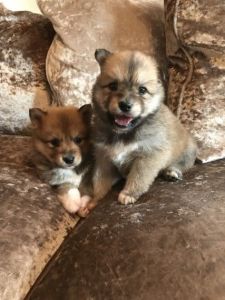 Genuine Tiny Pomsky Puppies