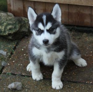 eluctant Sale Of 11 Week Old Siberian Husky