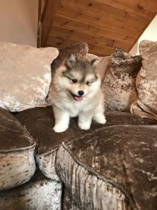 Beautiful Pomsky Puppies