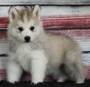 Charming siberisn Husky Puppy