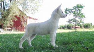 Potty Trained Husky Puppy