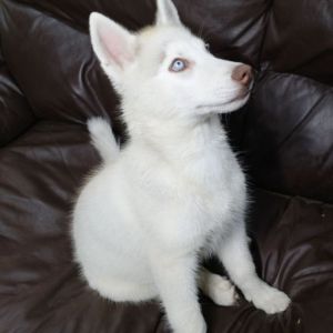 Well Trained Husky Puppy Ready