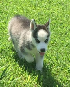 Active Husky puppy