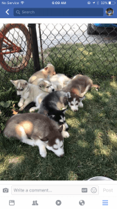 For sale puppies