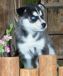 Siberian Husky Puppies For Adoption