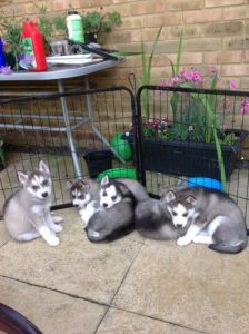 2 Stunning Full Pedigree Siberian Husky Pups Left