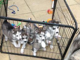 2 Stunning Full Pedigree Siberian Husky Pups Left