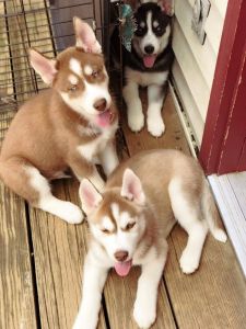 Pure siberian husky puppies