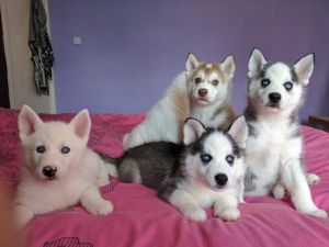 Siberian Husky Puppies