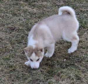 Adorable Siberian Husky puppies ready for Sale