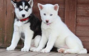Male and female Siberian Husky Puppies