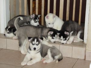 Amazing AKC Huskies Puppies