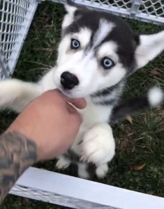 Female Siberian Husky