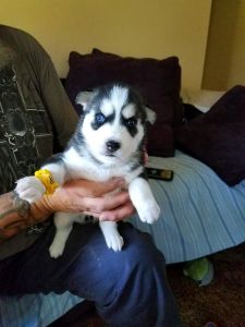 Beautiful AKC liter of Huskie