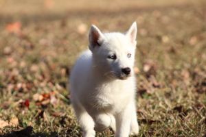 Full AKC Siberian Husky Puppies