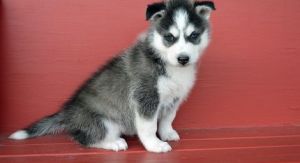 Home trained AKC Siberian Husky Puppies