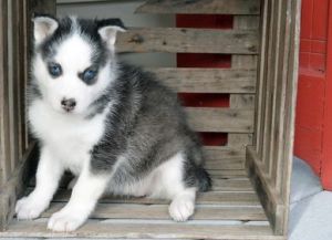 Friendly Siberian Husky Puppies