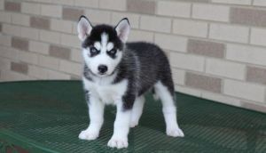 Black and White Siberian Husky puppies