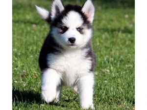 Siberian Husky puppies
