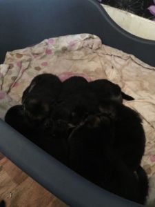 siberian husky $ finnish lapphund $German Shepherd puppies