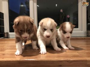 Stunning Siberian Husky Puppies for sale