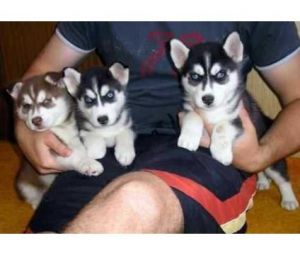 Siberian Husky pups:Contact us only through text at ***