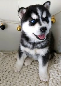 Excellent Siberian Husky Puppies