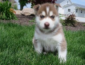 Pure Bred Full Pedigree Siberian Husky Pups