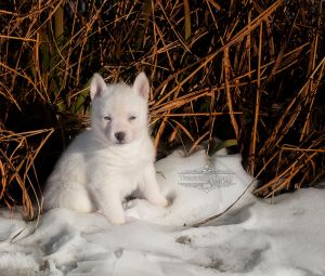 Peanut our little Husky mix girl ready Feb.4, 2018