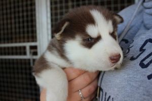 Siberian Husky puppies