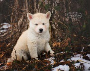 Possum is ready for his forever family, husky mix