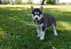 Akc reg. Siberian Husky puppies. Text (***) ***-***2