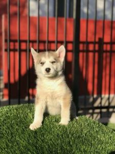 two Siberian husky puppies a male and female